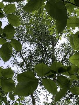 Image of eastern cottonwood