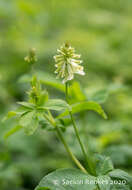 Imagem de Trifolium howellii S. Watson