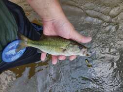 Image of Spotted bass