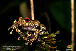 Image of Pristimantis muscosus (Duellman & Pramuk 1999)