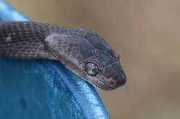 Image of Arabian Tiger Snake