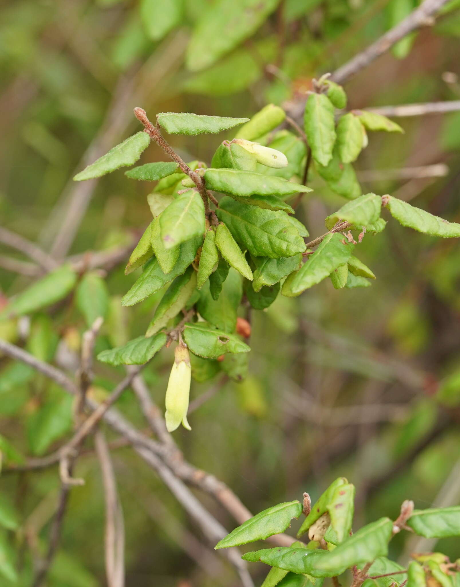 Image of Correa reflexa var. lobata Paul G. Wilson