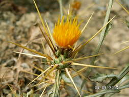 Image of Centaurea idaea Boiss. & Heldr.