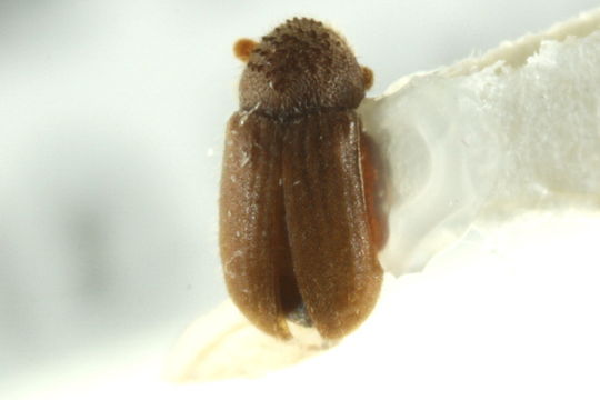 Image of Cryphalus