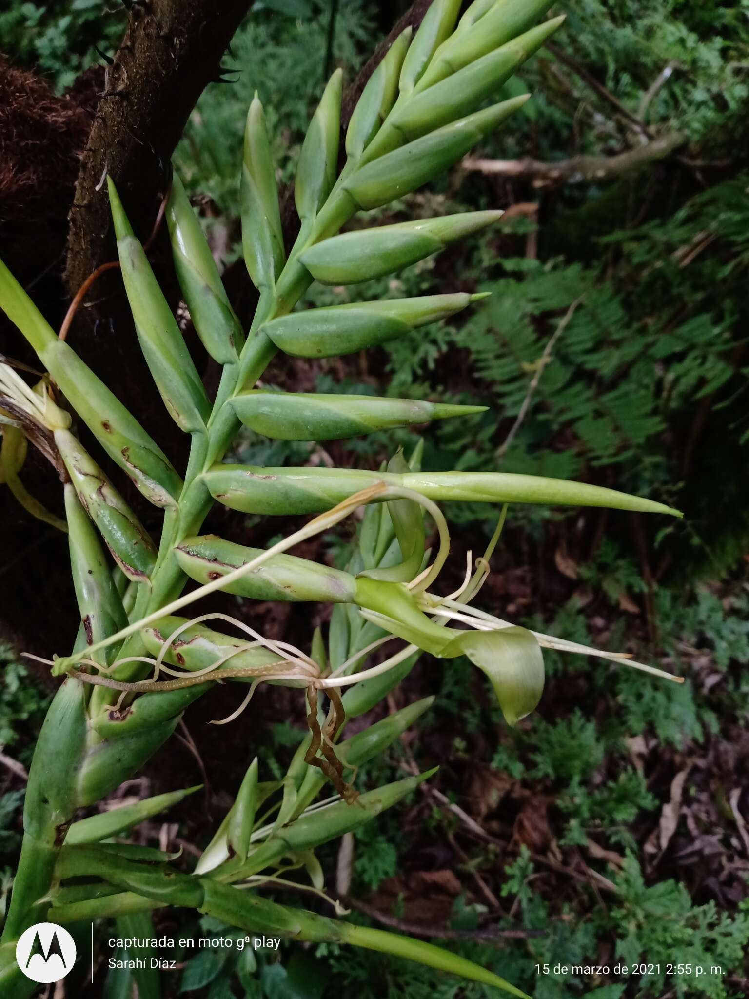 Image of Pseudalcantarea macropetala (Wawra) Pinzón & Barfuss