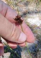 Image of Pine-Barren Beak Sedge