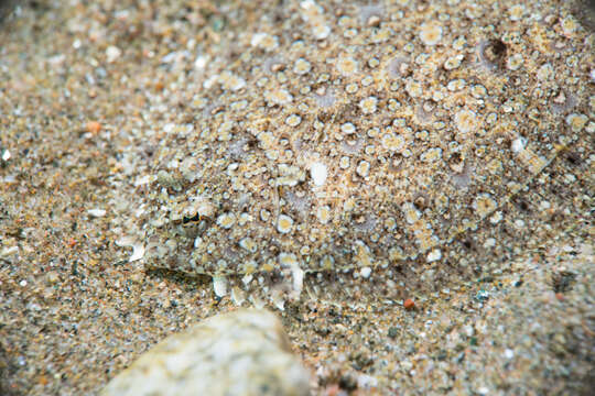 Image of Wide-eyed Flounder