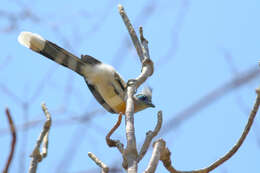 Image of Crested Coua