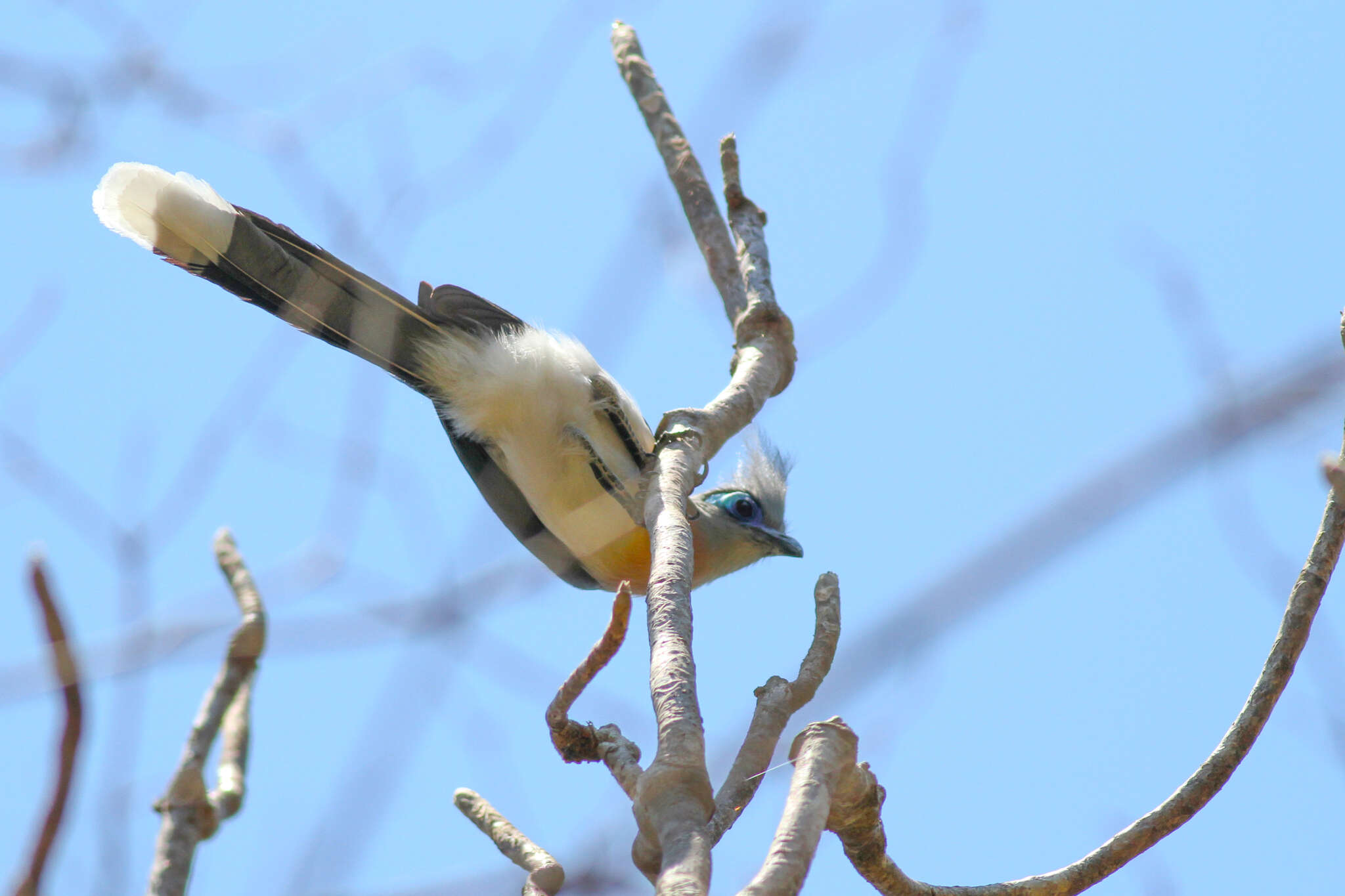 Image of Crested Coua