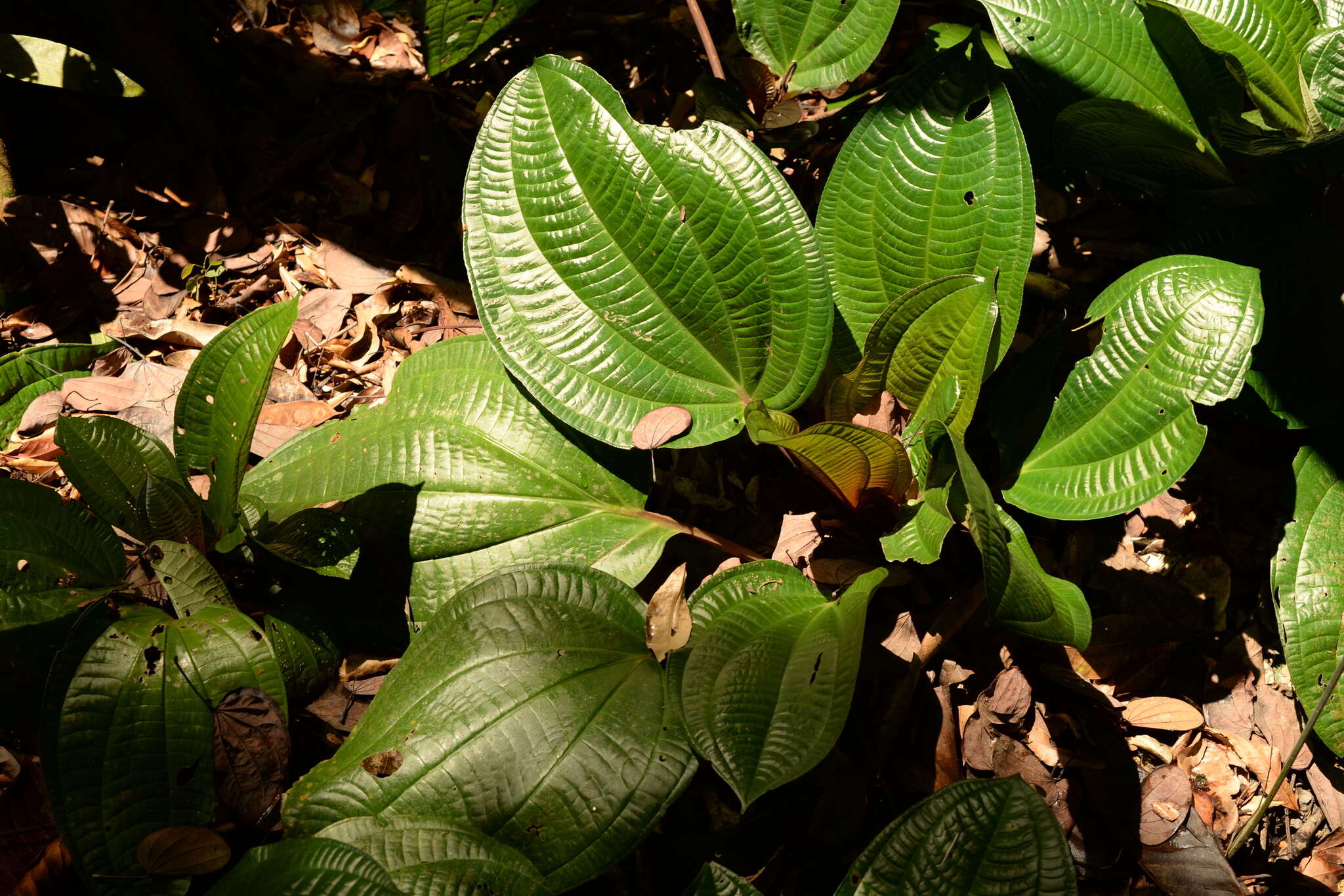 Слика од Phyllagathis rotundifolia (Jack) Bl.