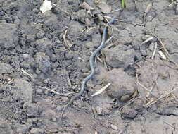 Image of Plumbeous or Reticulated Centipede Eater