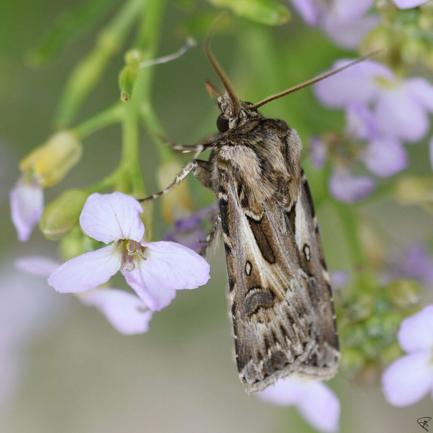 Agrotis vestigialis Hüfnagel 1766的圖片