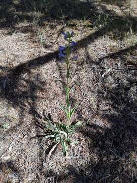 Imagem de Penstemon cyananthus Hook.