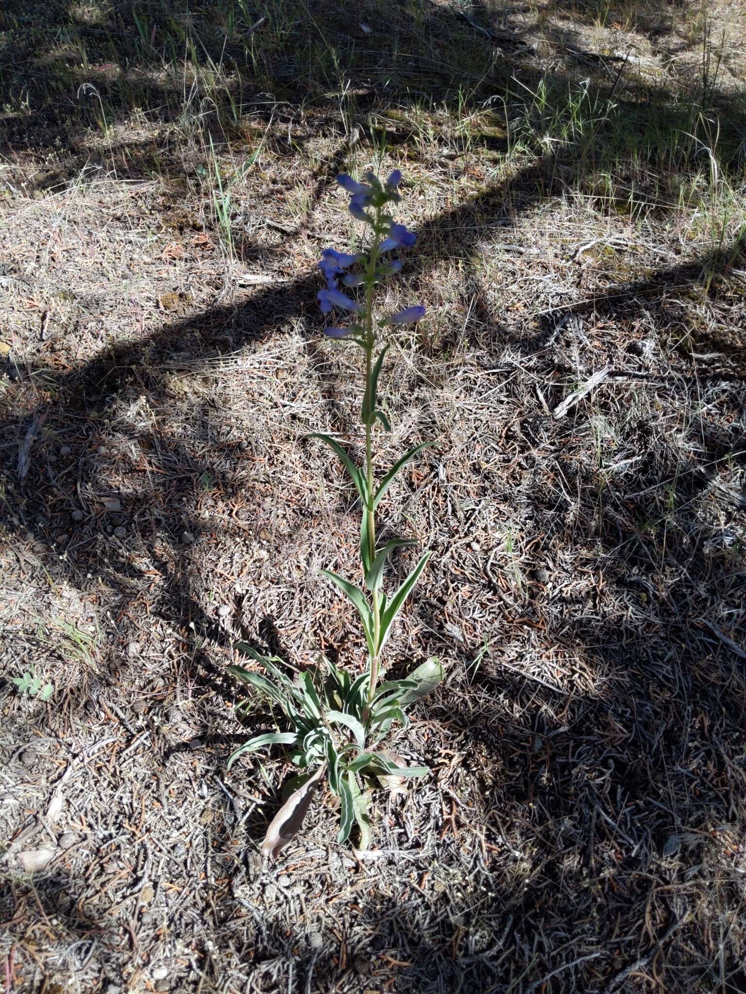 Image of Blue Penstemon