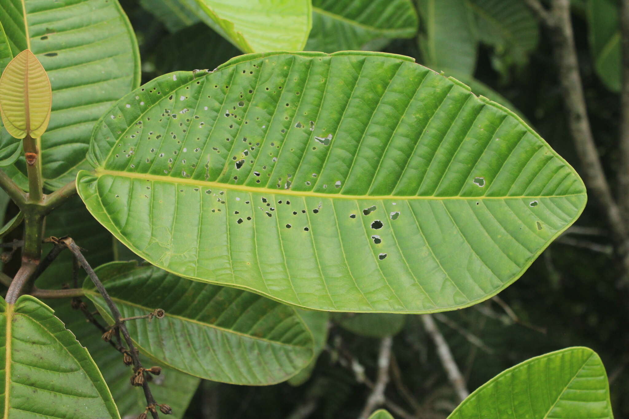 Imagem de Graffenrieda grandifolia Gleason