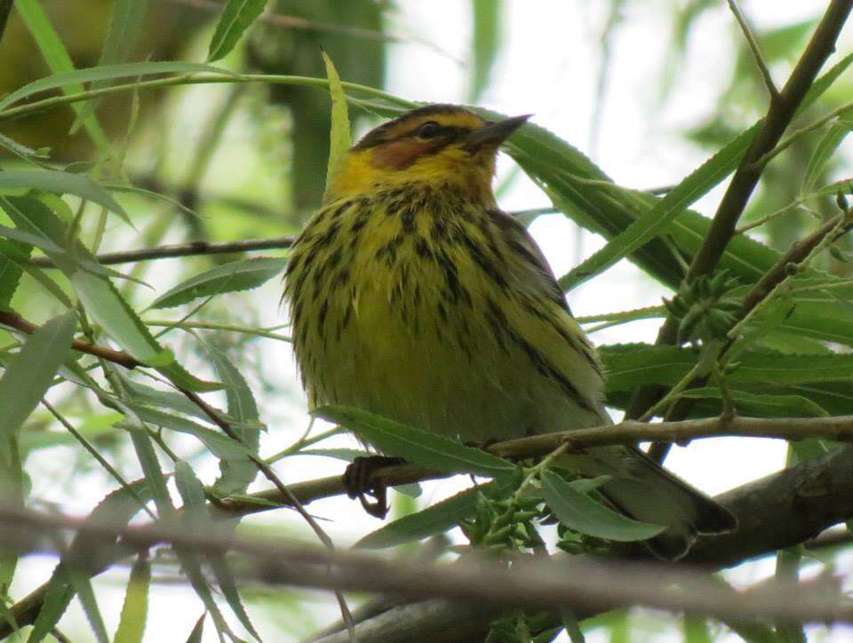 Image of Cape May Warbler