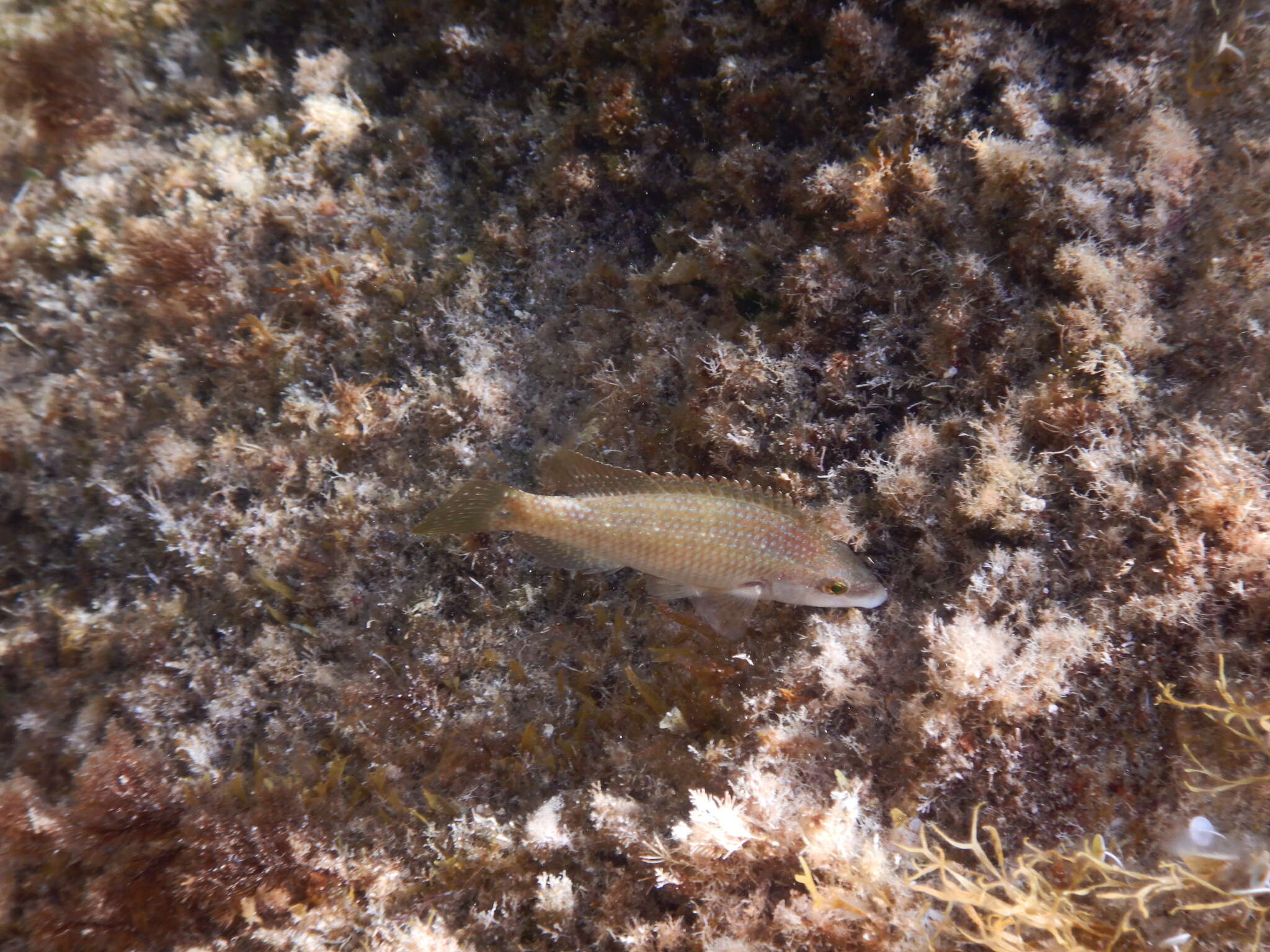 Image of East Atlantic Peacock Wrasse