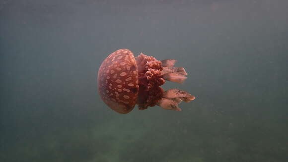 Image of jellyfish