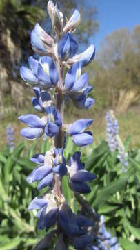 Image of Oak Ridge Lupine