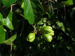 Слика од Paullinia pinnata L.