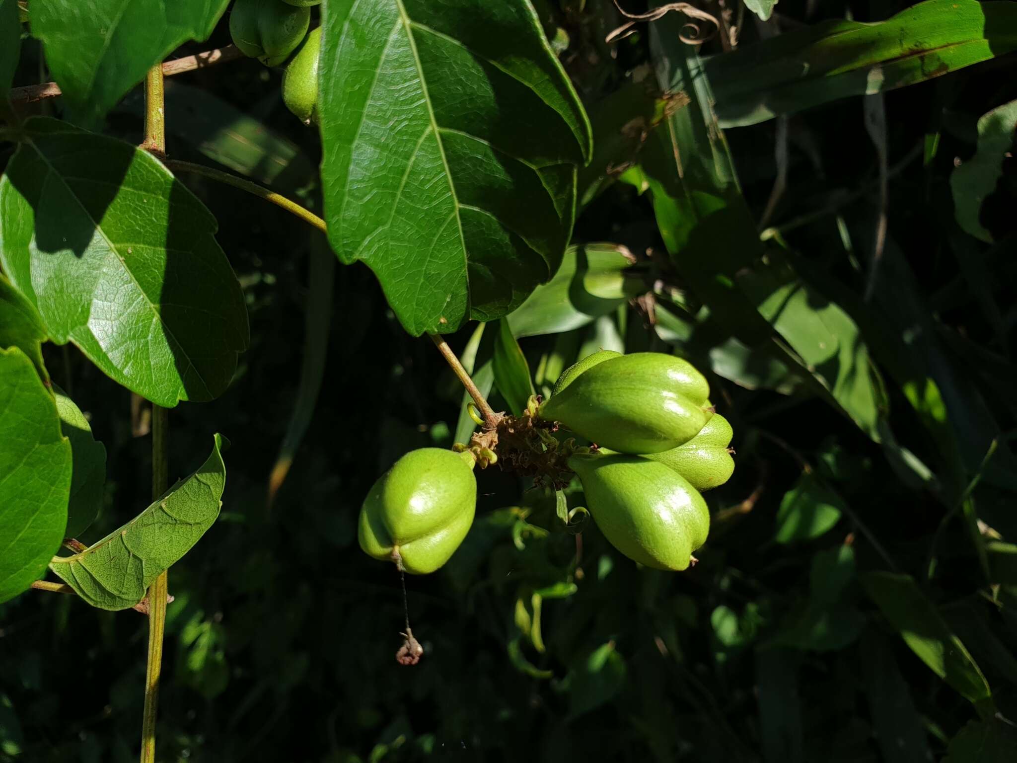 Слика од Paullinia pinnata L.