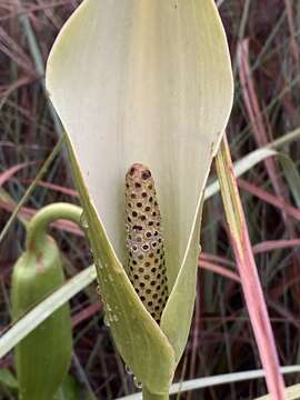 Sivun Urospatha sagittifolia (Rudge) Schott kuva