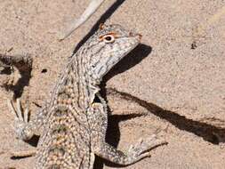 Image of Fringe-toed Sand Lizard