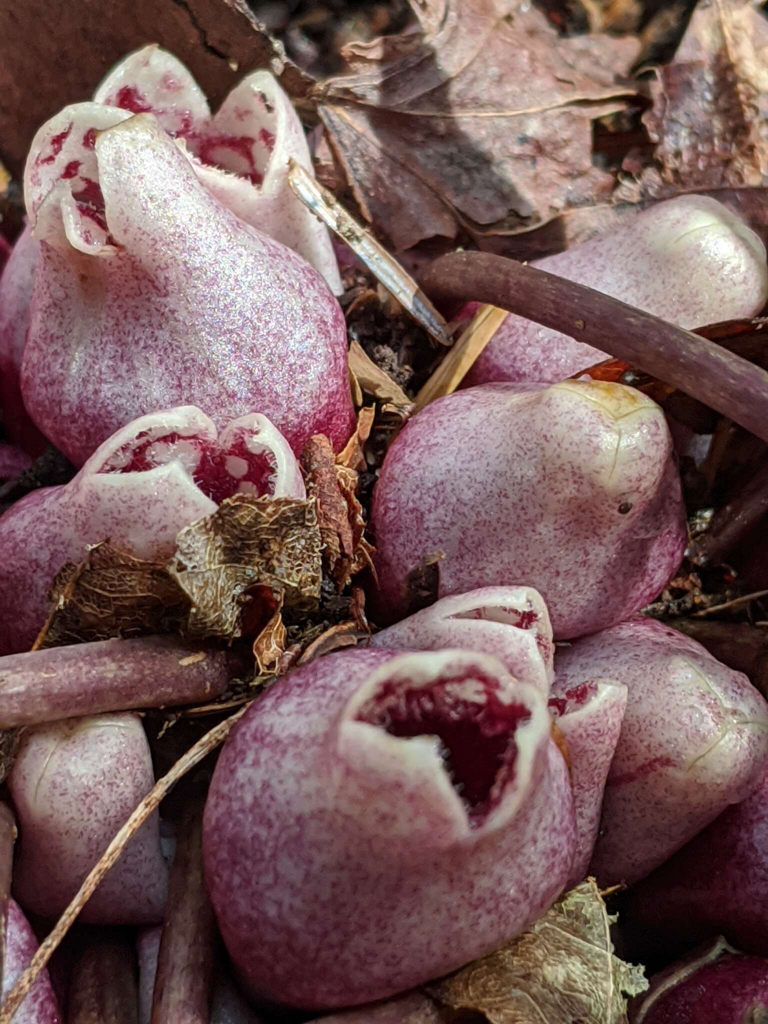 Image of North Fork heartleaf