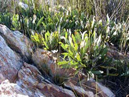 Image of Protea vogtsiae Rourke