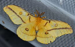 Image of Opodiphthera astrophela Walker 1855