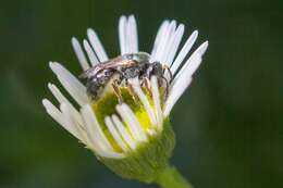 Image of Lasioglossum urbanum (Smith 1879)