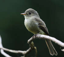 Image of Jamaican Pewee