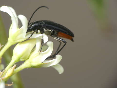 Image of small black longhorn beetle