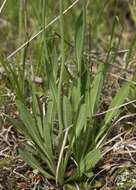 Image de Pilosella piloselloides (Vill.) Sojak