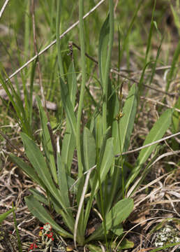 Imagem de Pilosella piloselloides (Vill.) Sojak