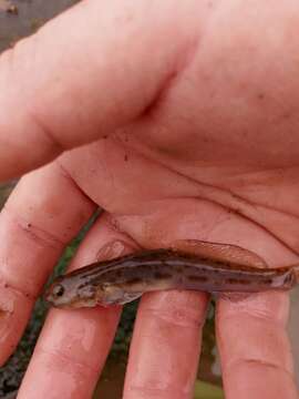 Image of Lepidogobius