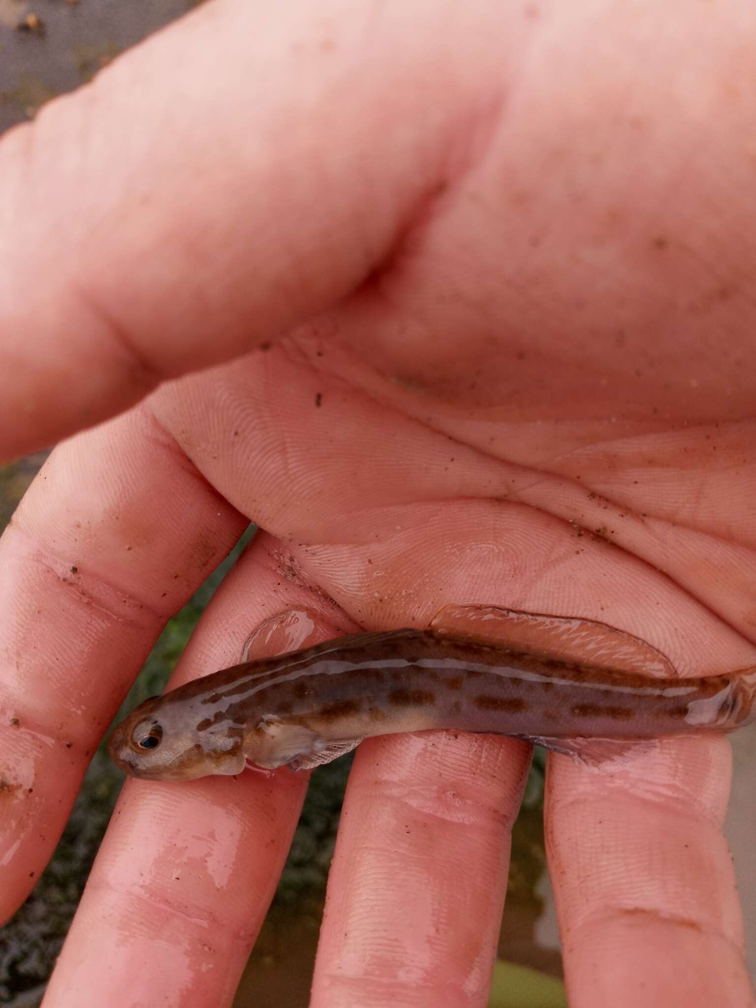 Image of Bay goby