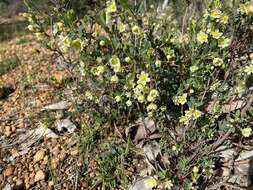 Image of False Boronia