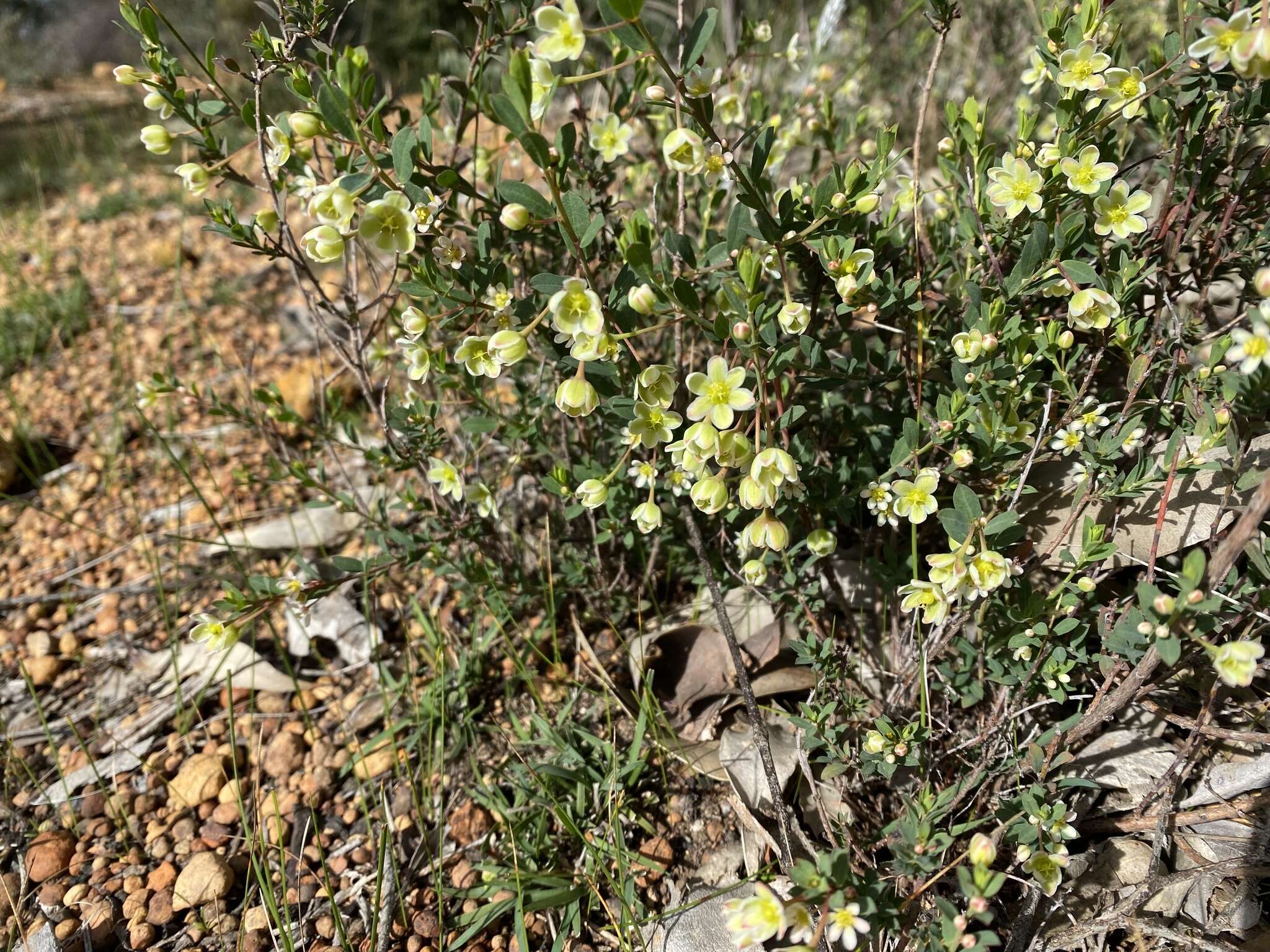 Image de Phyllanthus calycinus Labill.