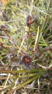 Imagem de Rhododendron rubropilosum Hayata