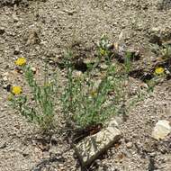 Image of rockyscree false goldenaster