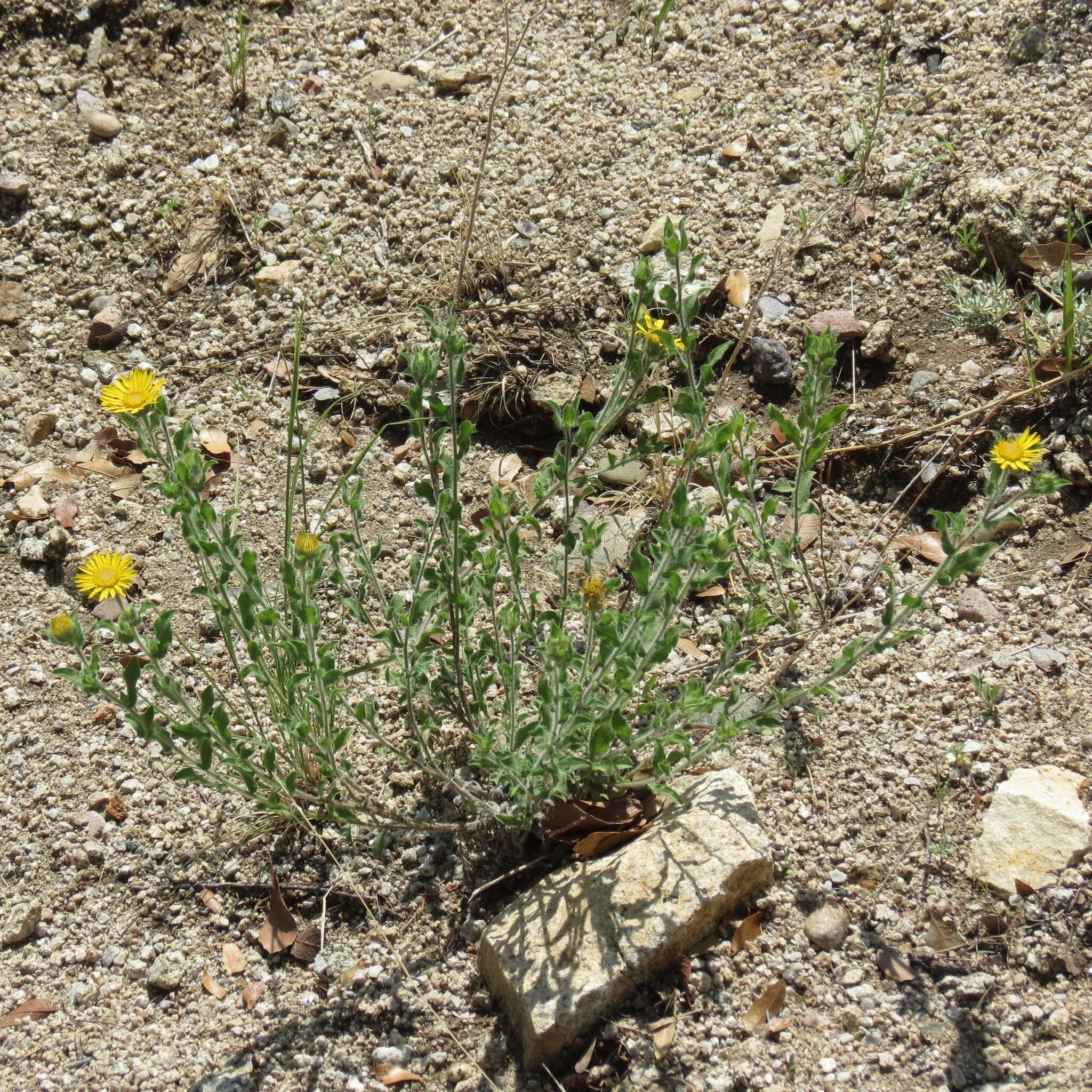 Heterotheca fulcrata (Greene) Shinners resmi