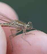 Image of Siberian Winter Damsel