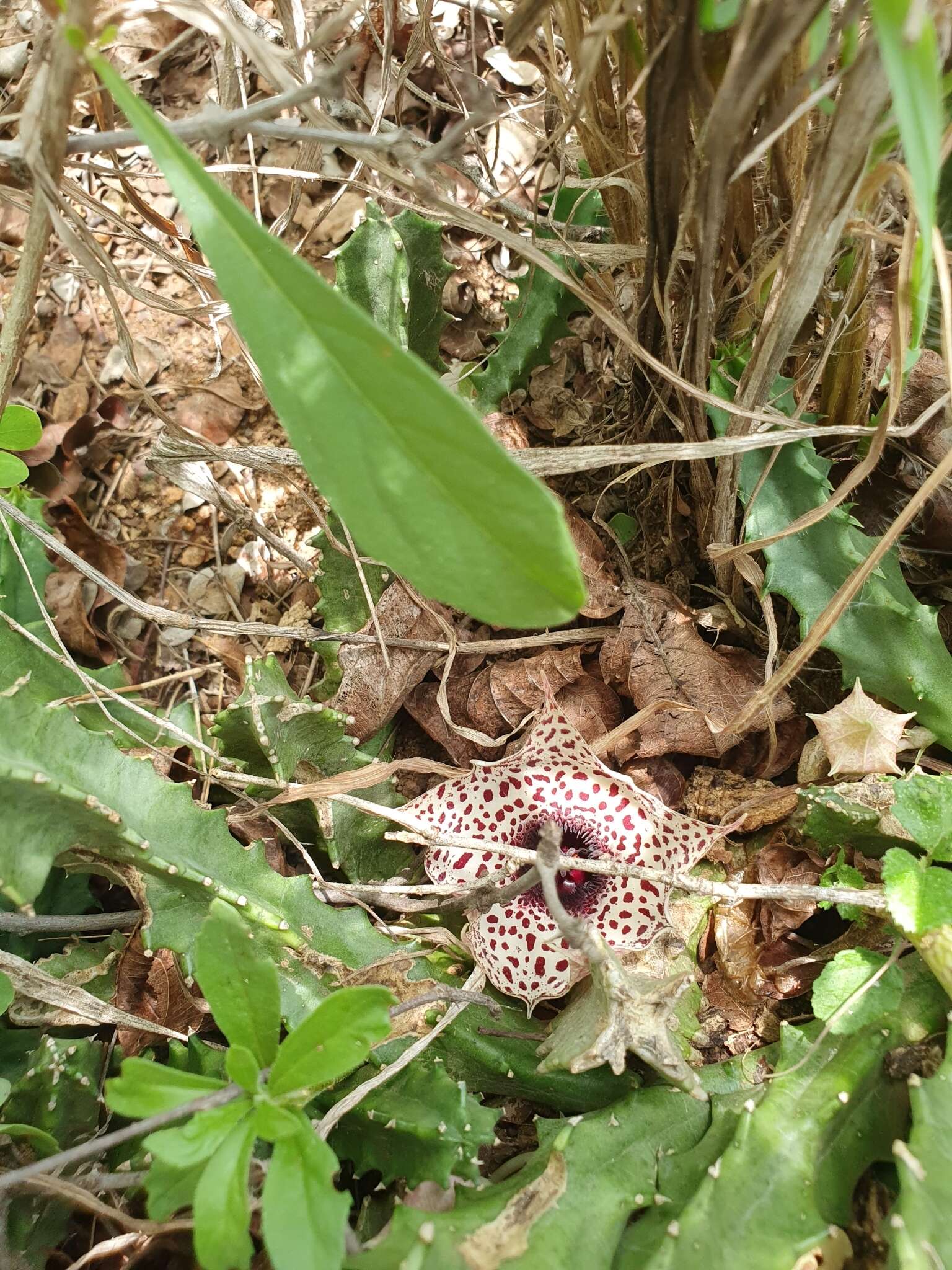 Plancia ëd Ceropegia kirkii (N. E. Br.) Bruyns