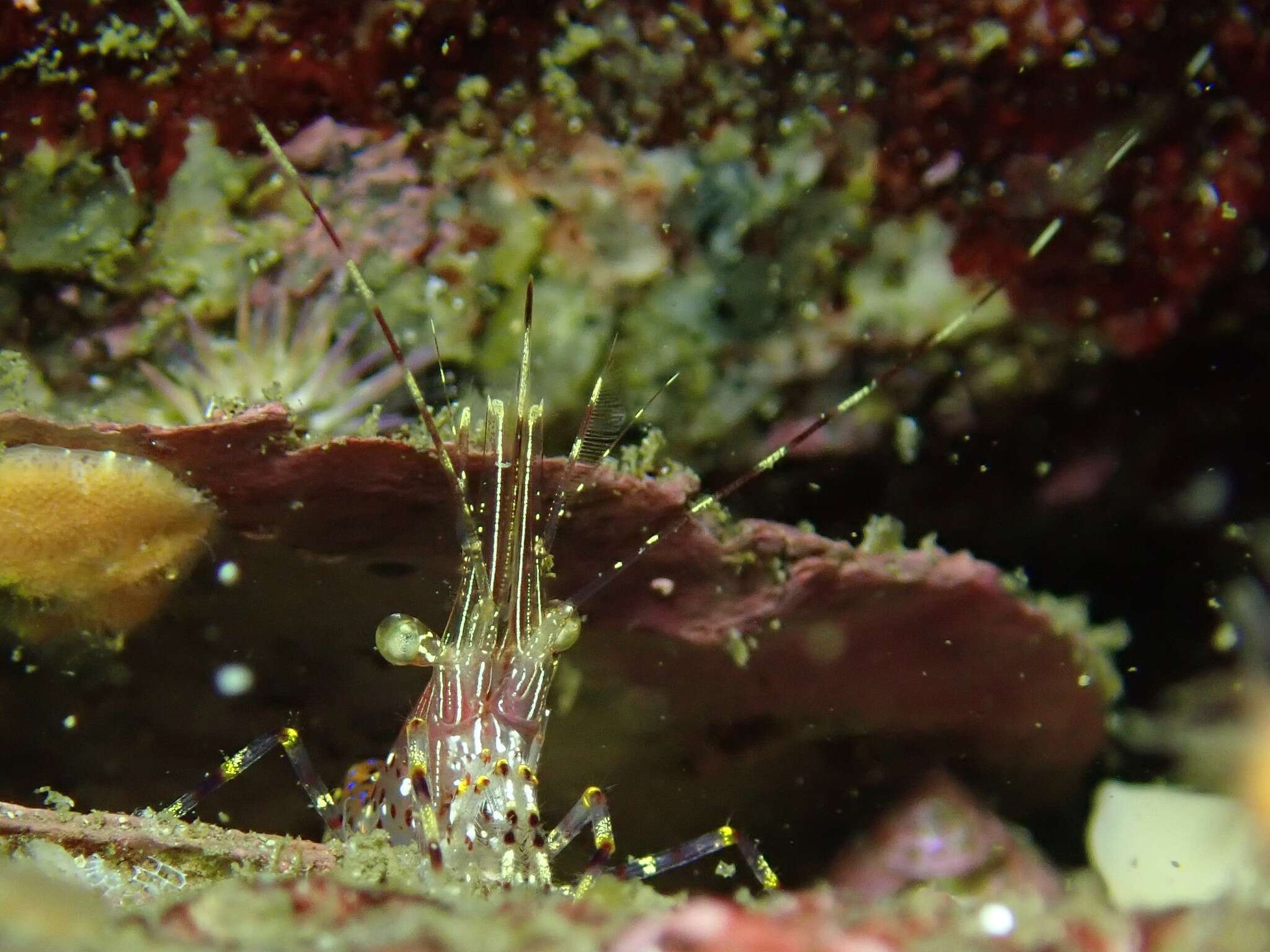 Image of California longbeak