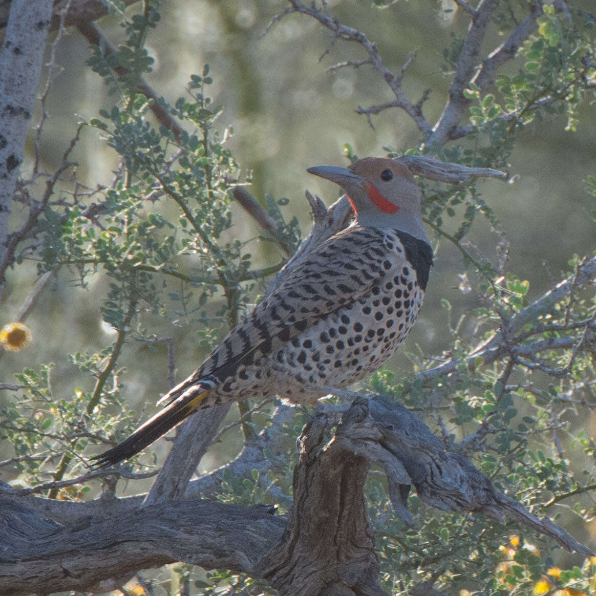 Image of Gilded Flicker