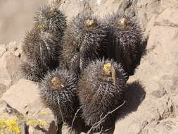 Imagem de Copiapoa calderiana subsp. atacamensis (Middled.) Mottram