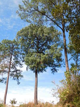 Image of Thin-leaf Pine