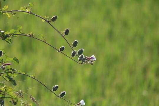 صورة Abelmoschus ficulneus (L.) Wight & Arn. ex Wight