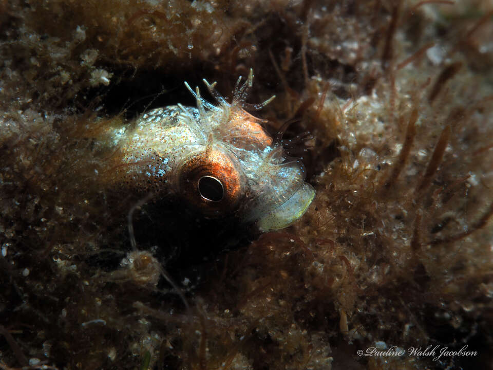 Image of Roughhead Blenny